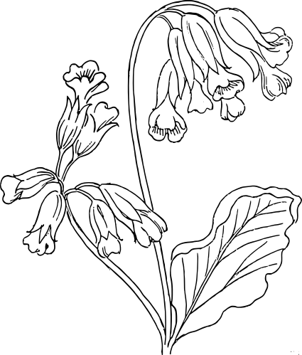 cowslip lineart