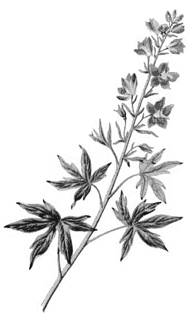 Delphinium staphisagria