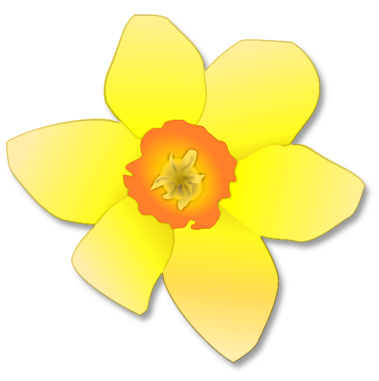 Daffodil bloom