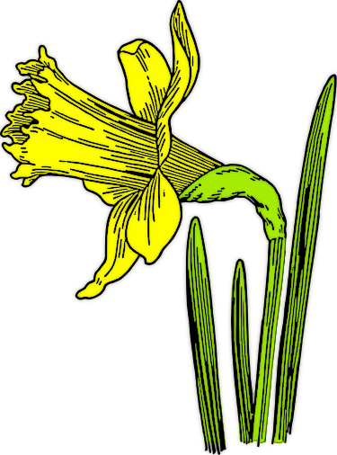 Daffodil colorized