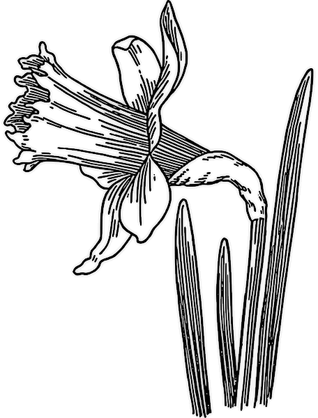 daffodil BW