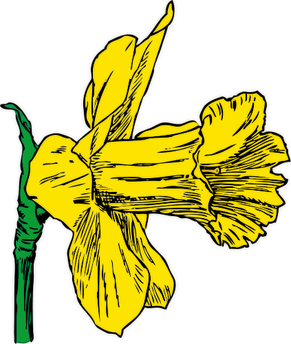 daffodil colorized 2