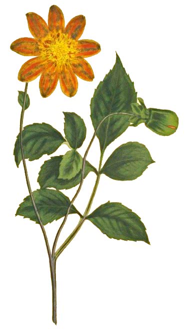 orange heliconia  Dahlia coccinea