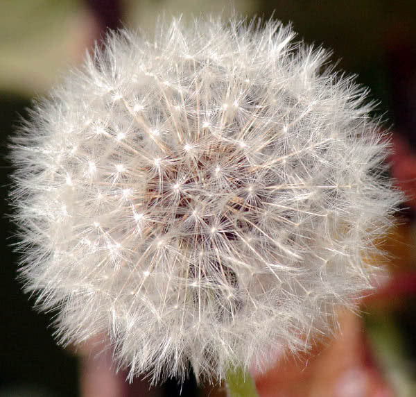 Dandelion seeds