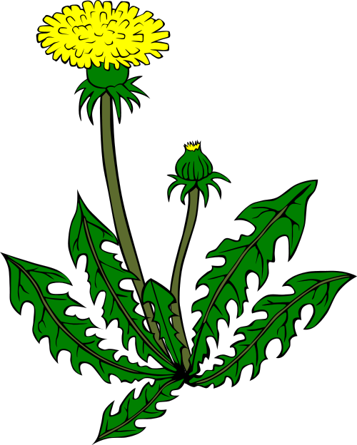 dandelion  Taraxacum officinale