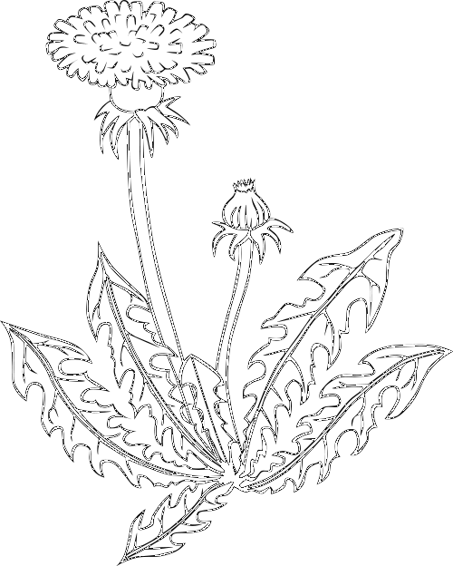 dandelion  Taraxacum officinale BW
