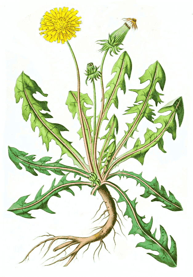 dandelion illustration