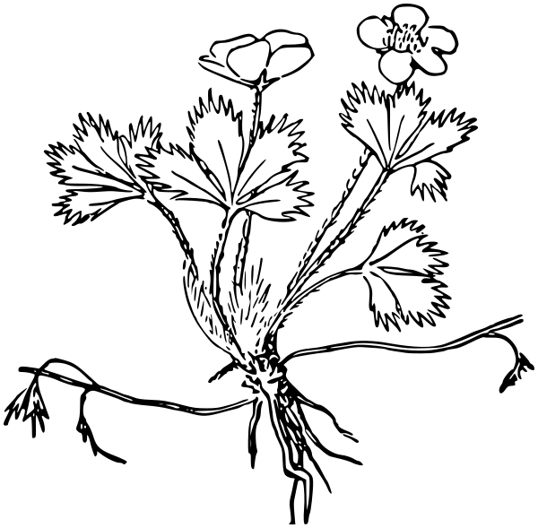dwarf cinquefoil  Potentilla canadensis