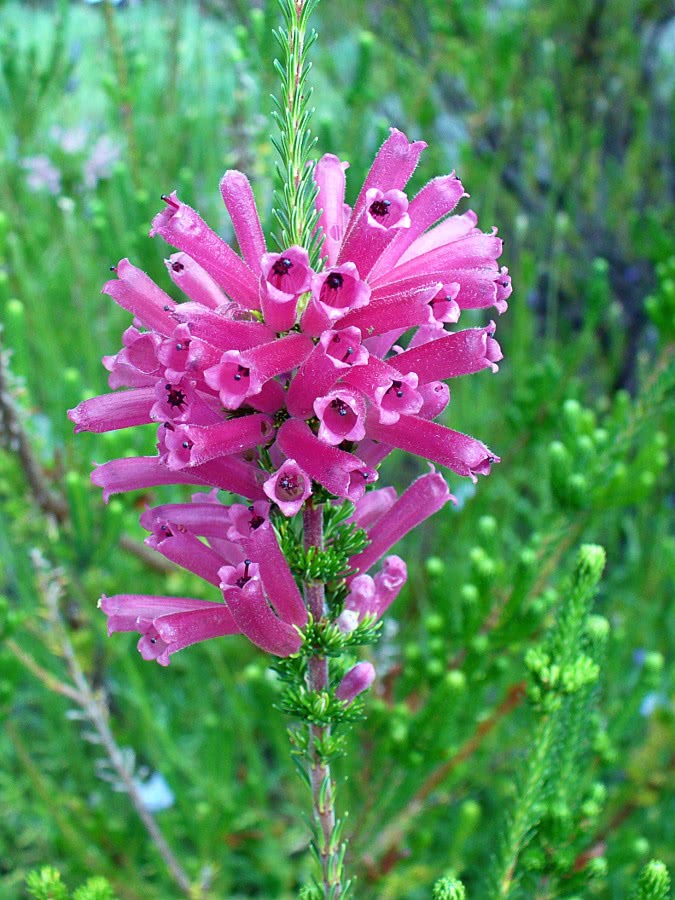 Erica verticillata deep pink