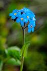 forget-me-not/