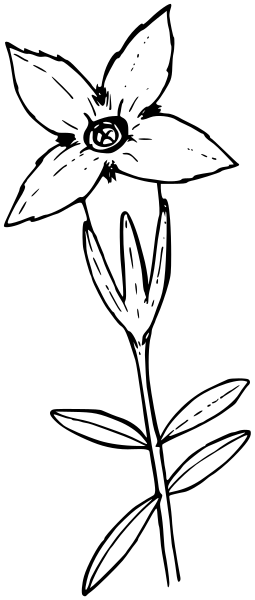 One Flowered Gentian