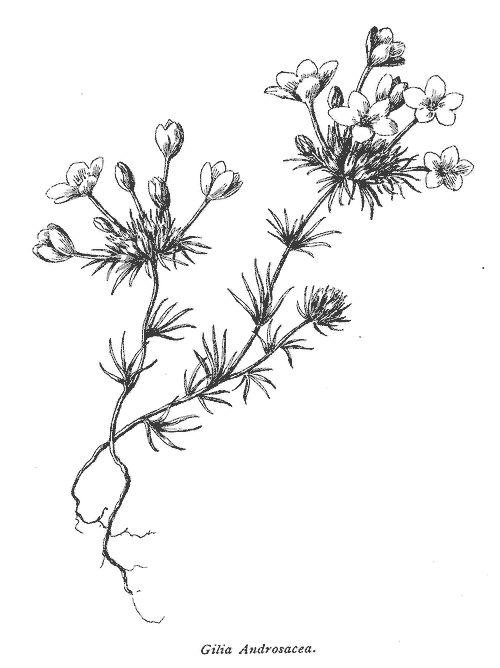 Gilia androsacea