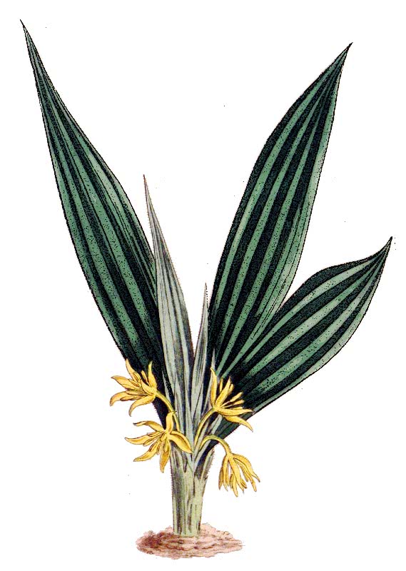 golden eye-grass  Curculigo orchioides