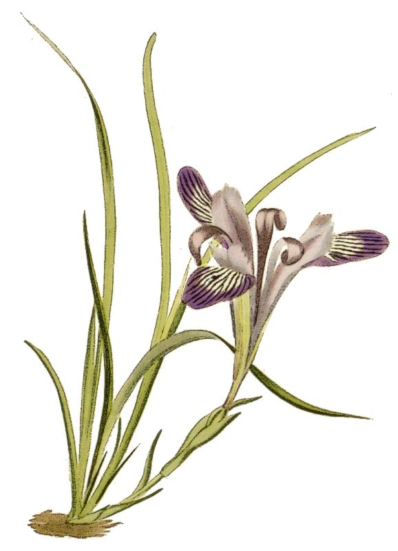 Iris ruthenica 2