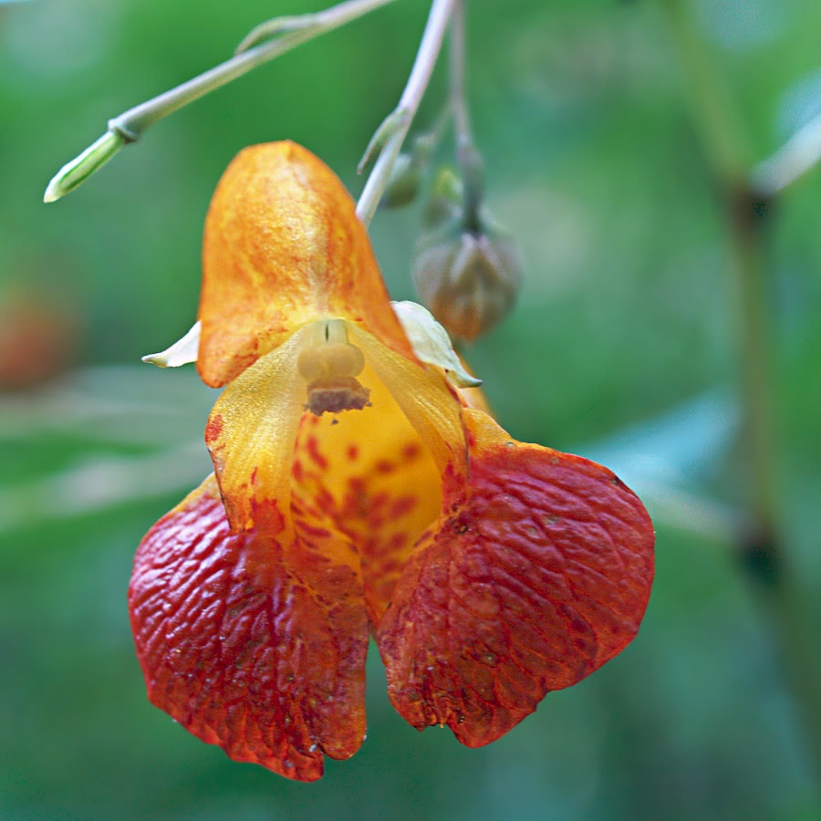 Jewelweed  Impatiens capensis