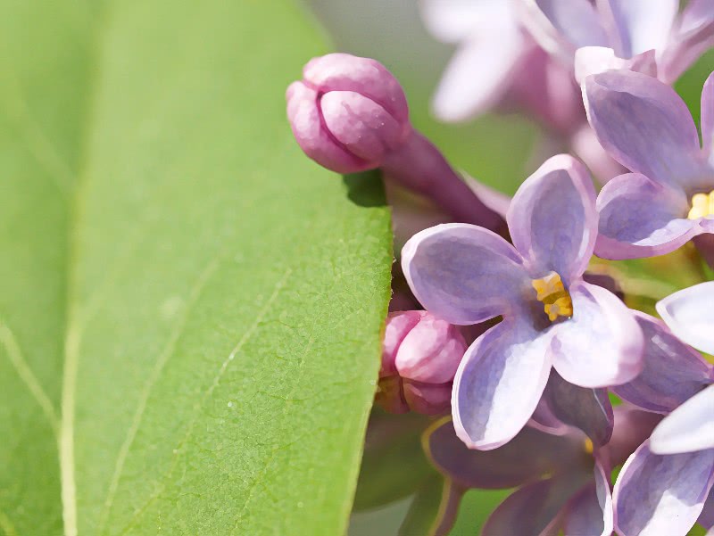 Lilac blooming over leaf
