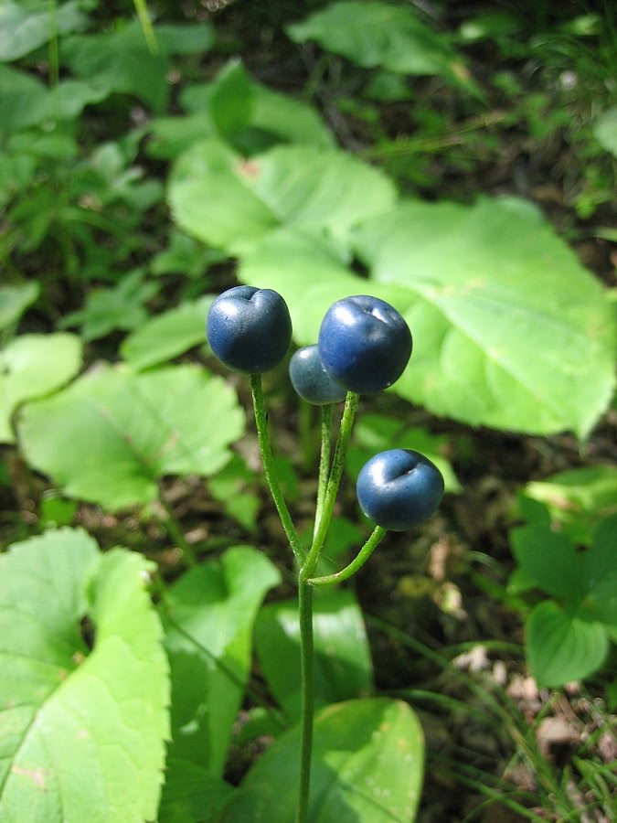 Clintonia borealis berries