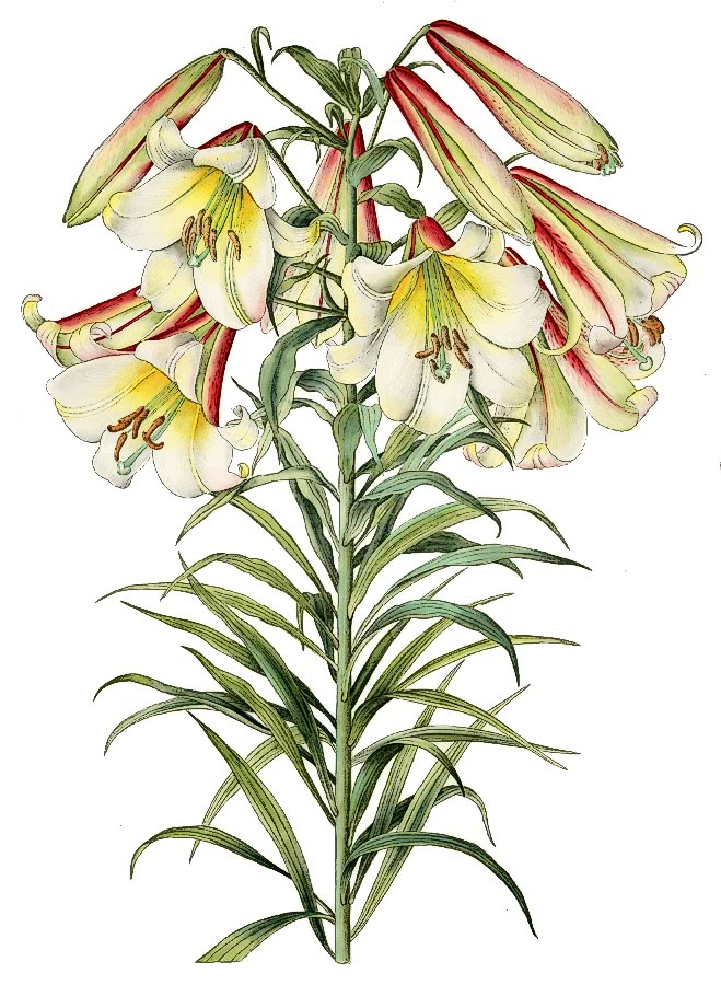 Lilium leucanthum var. centifolium