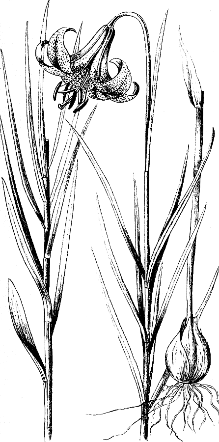 Lilium stewartianum