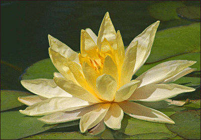lotus blossom in balboa Park
