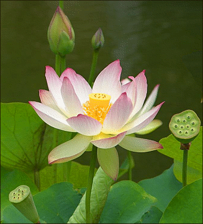 lotus flower clipart