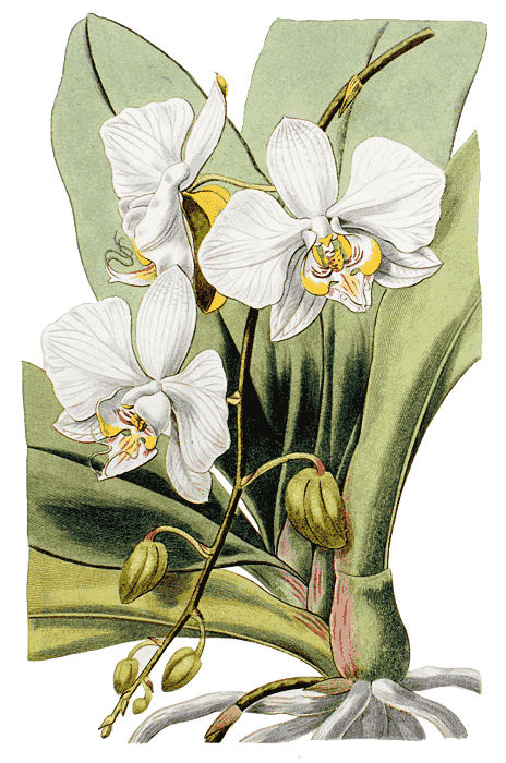 Moth Orchid  Phalaenopsis amabilis