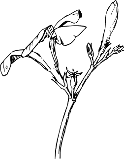 oleander flower and bud BW