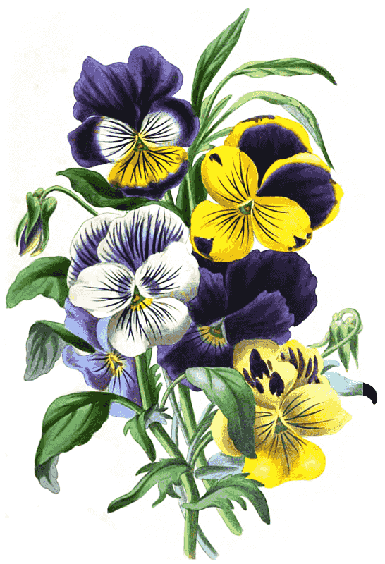 Pansies Viola tricolor