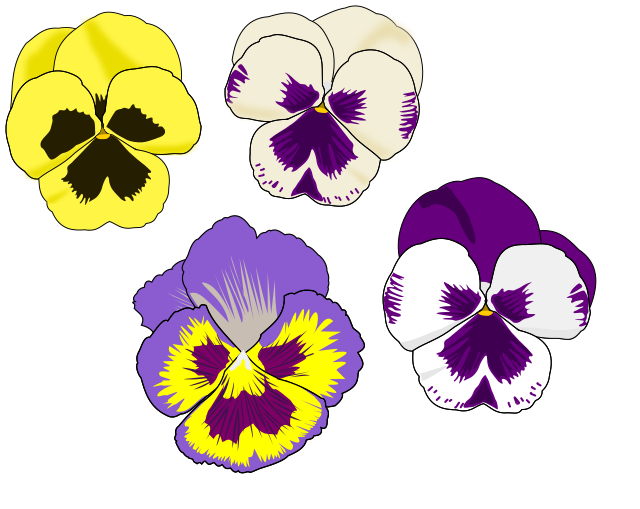 Pansy Selection