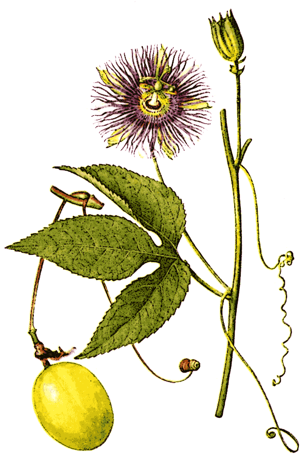 Maypop  Passiflora incarnata