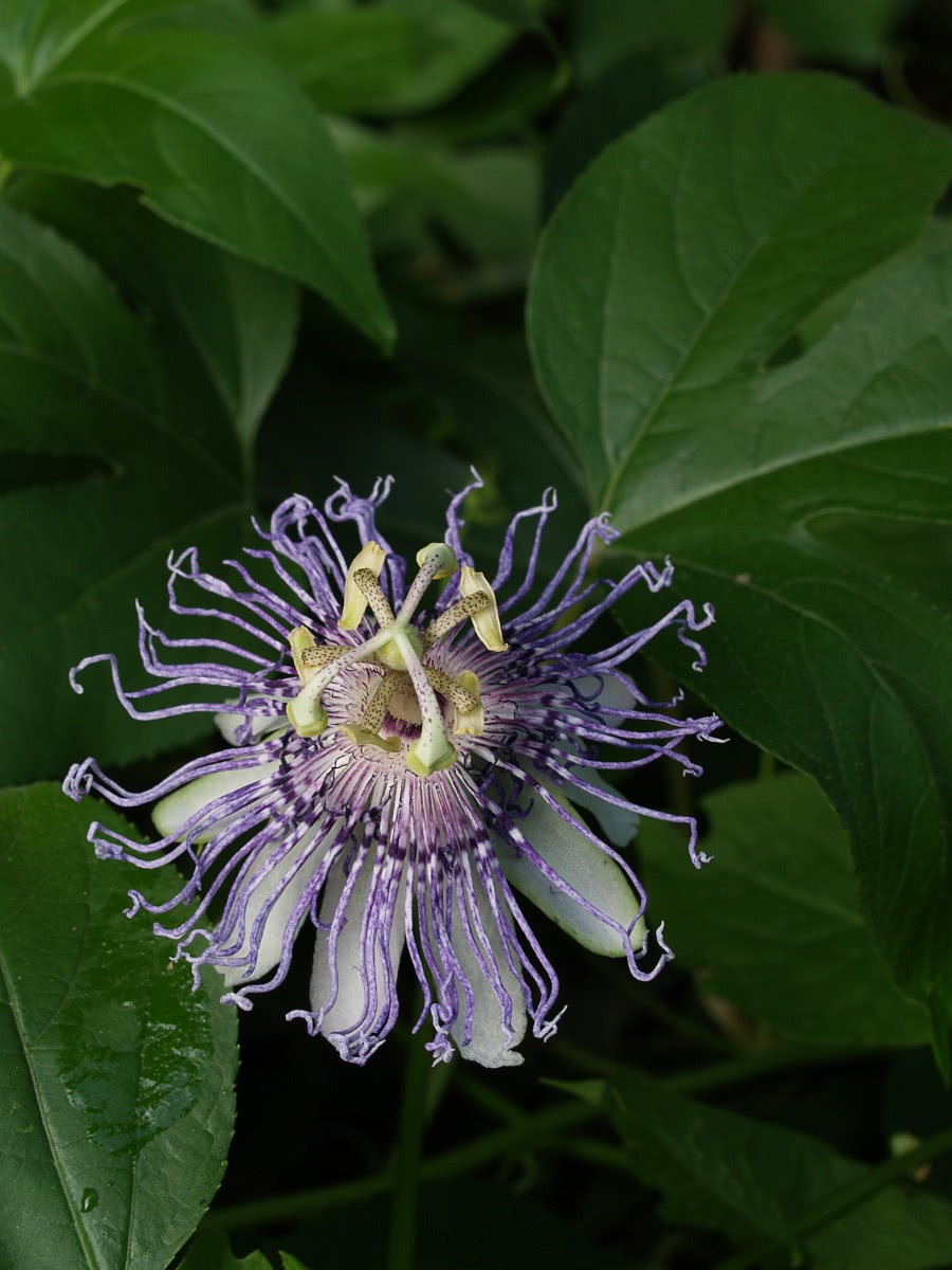 Passionflower  Passiflora incarnata