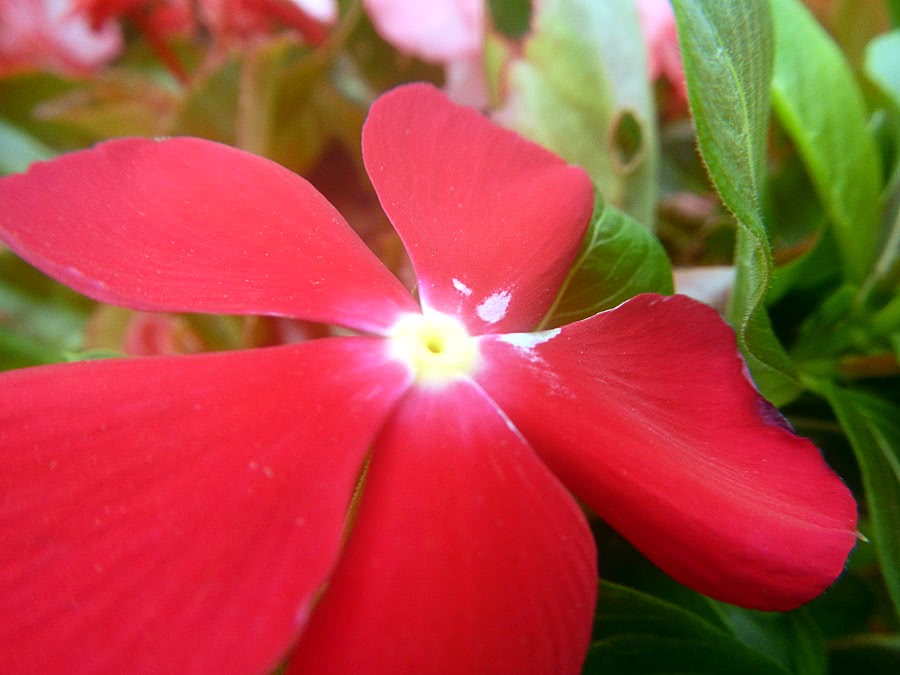 Catharanthus roseus  pacifica red