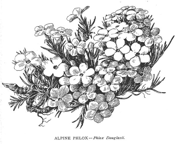 Alpine Phlox  Phlox douglasii