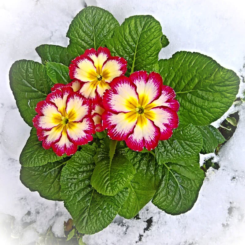 primrose in snow
