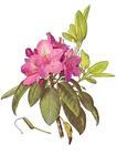 Rhododendron/
