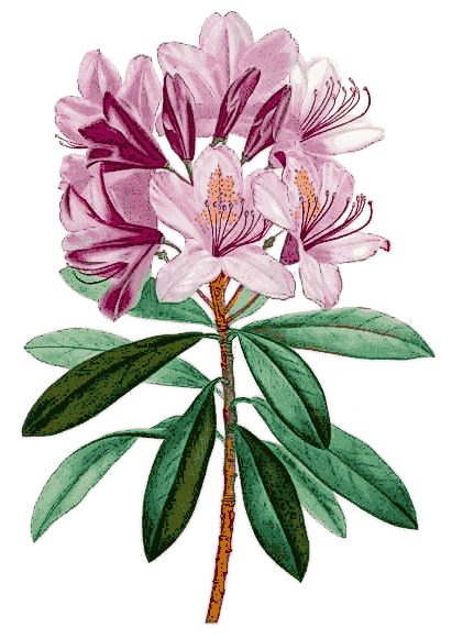 Rhodedendron ponticum