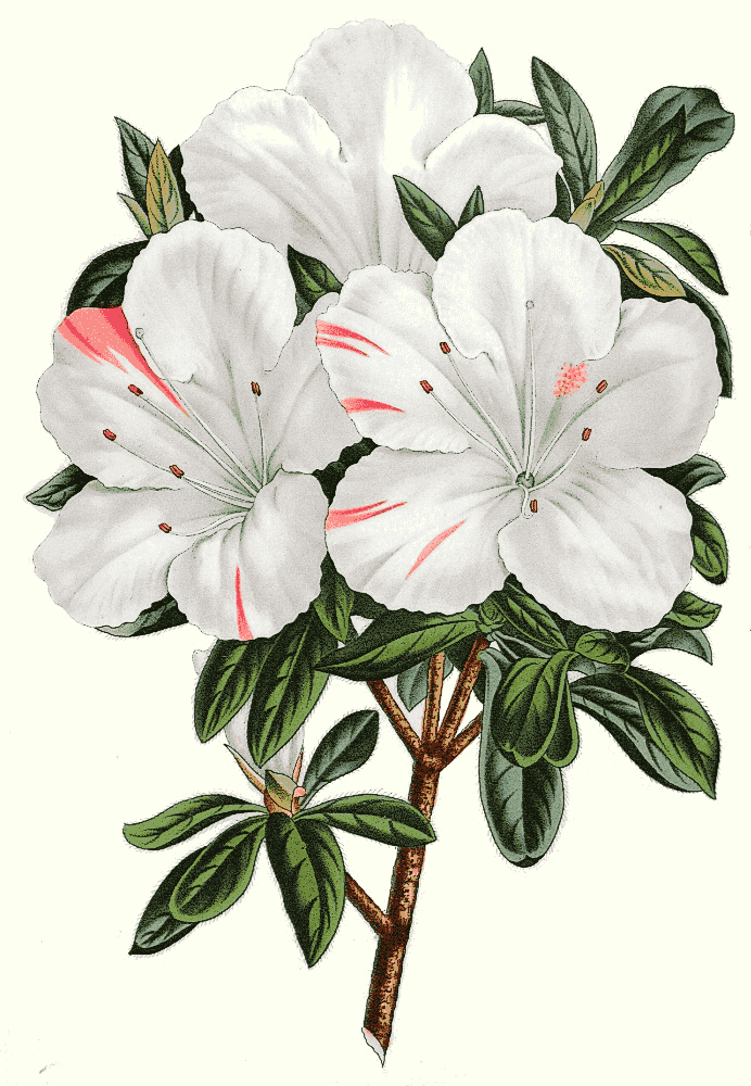 Rhododendron Louise von Baden