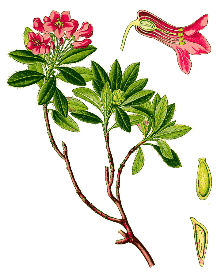 Rhododendron hirsutum plate