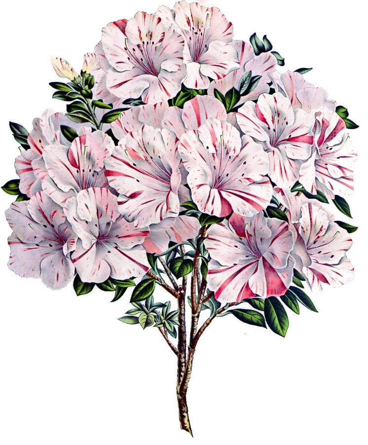 Rhododendron President van den Hecke
