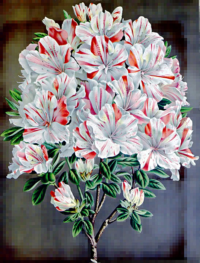 Rhododendron Punctulata