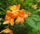 rhododendron_photos/