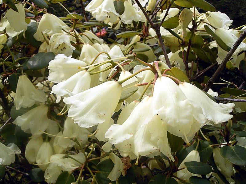 Rhododendron Moonstone