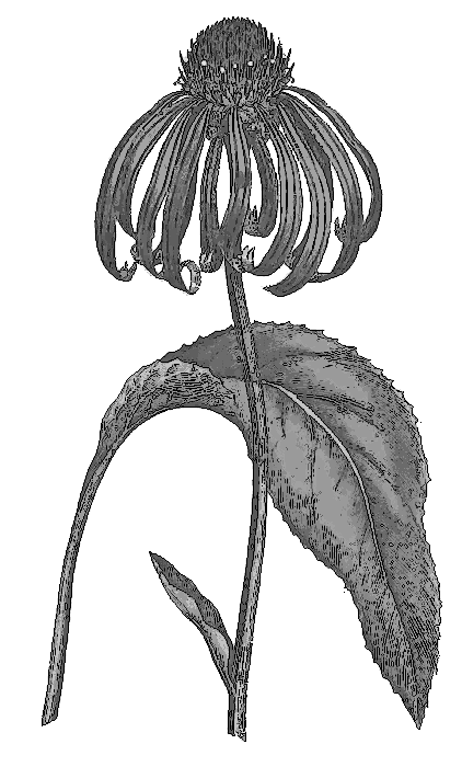 Rudbeckia purpurea