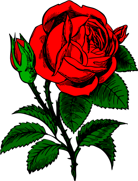 Rose dark shaded