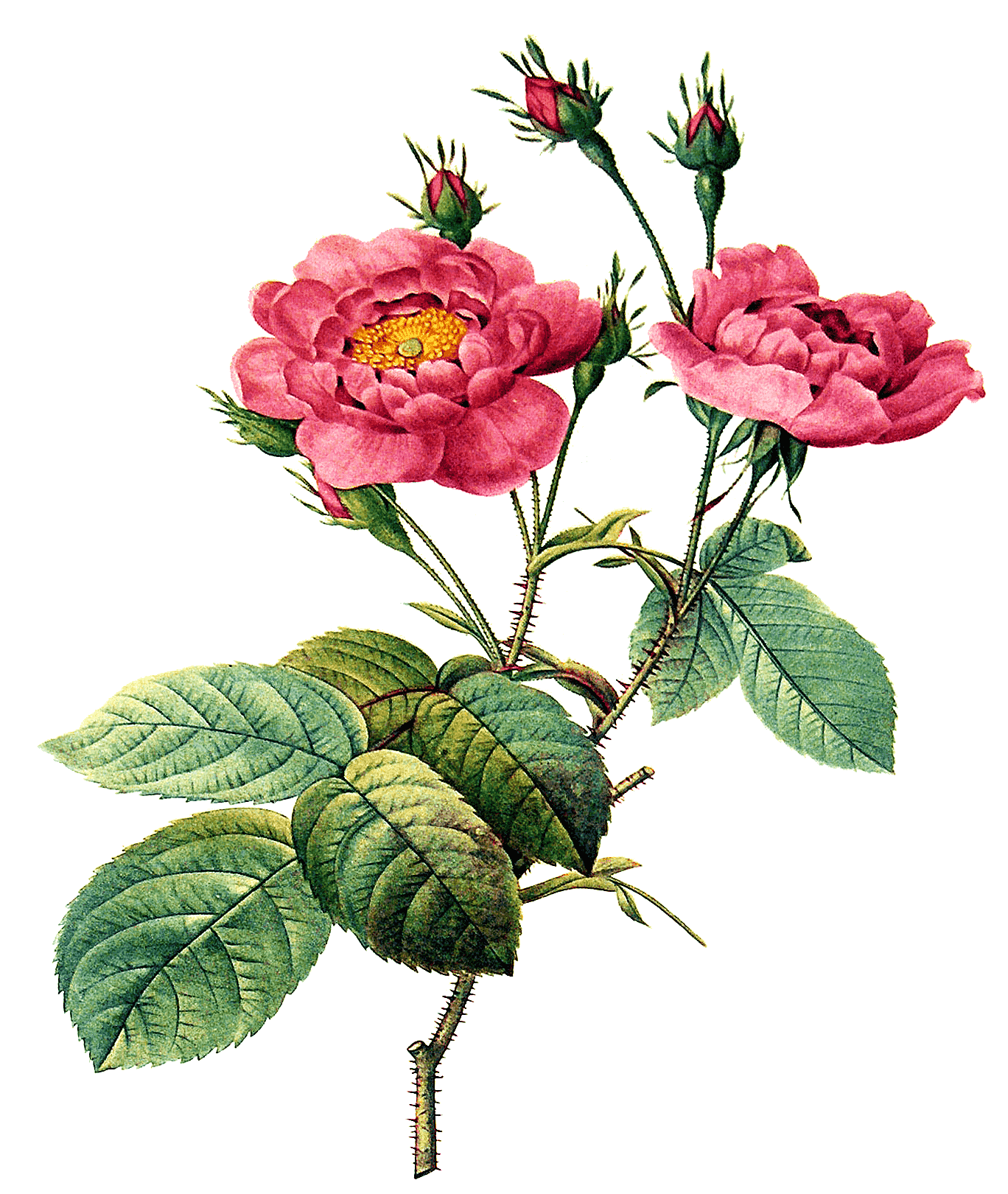 Rosa centifolia Anemonoides