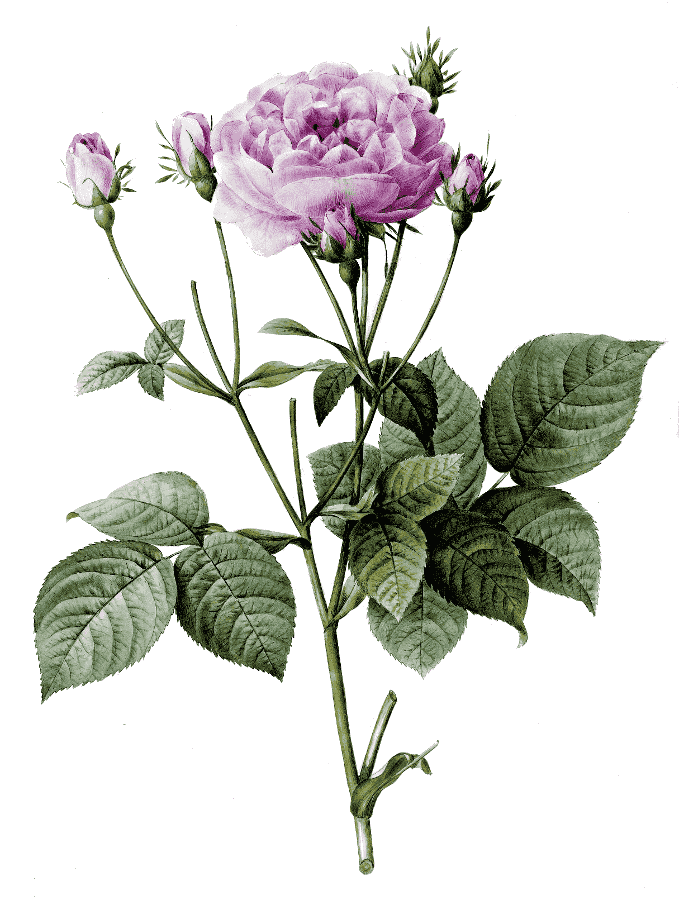 Rosa centifolia bipinnata