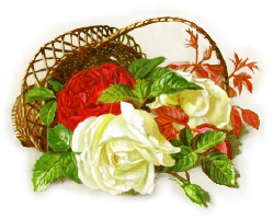 basket red white roses