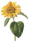 sunflower/