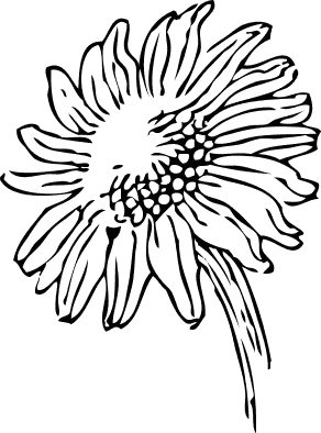 sunflower BW