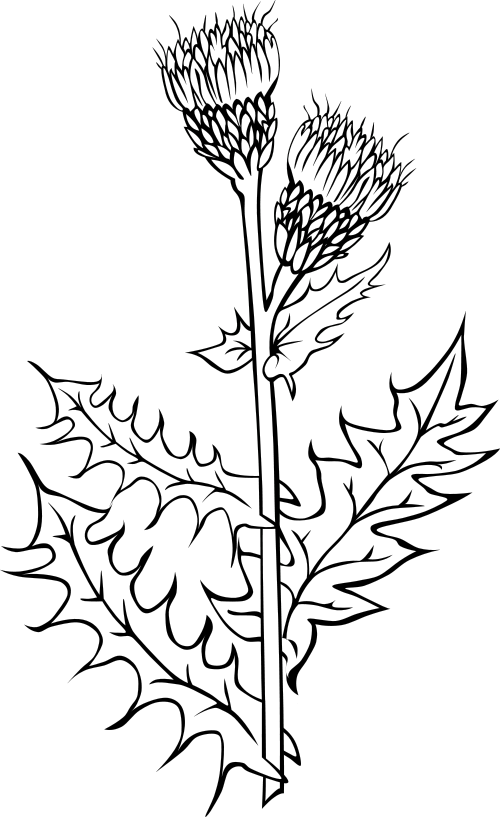 Canada thistle  Cirsium arvense BW